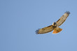 Red Tailed Hawk Flying in a Blue Sky