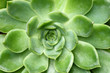 Leinwanddruck Bild - Close-up green succulent plant Echeveria. Floral background