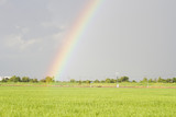 Fototapeta Tęcza - Rainbow with green pasture