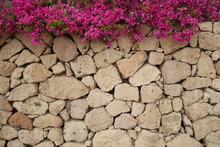 Pink Flowers On The Stone Wall