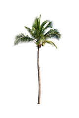 Coconut tree on white background 
