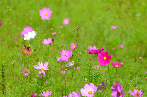 Beautiful flower garden on the mountain garden.