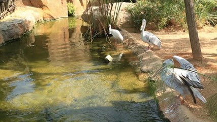 A herd of pelicans near water