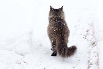 Wall Mural - Cat walks in the snow in winter