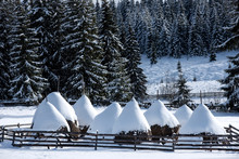 Winter Rural Scene. Snow Covered Haystacks