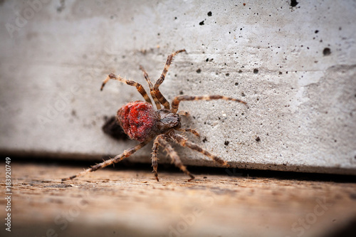 Fotografie, Obraz Orb-weaving spider Araneus angulatus male, isolated on white background, rear vi