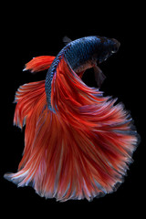 Wall Mural - Halfmoon Betta Fish