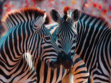 Two Zebra Nuzzling, Mpumalanga, North Eastern South Africa, South Africa