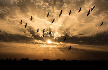 Flock Of Pelicans Flying At Sunset