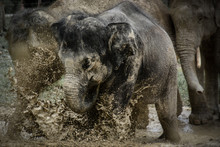 Elephant With Mud Splash