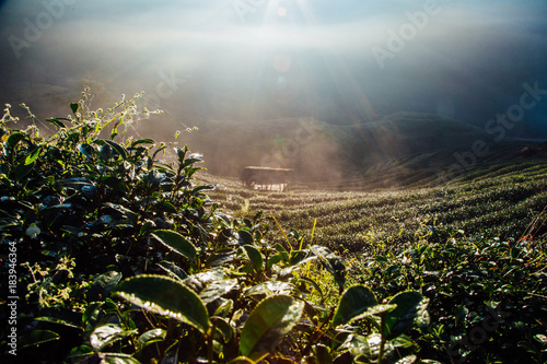 Fotografía Sunrise morning in tea plantation field on mountain