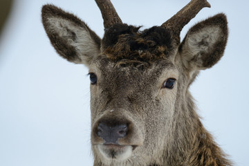 Poster - Rothirsch Kopf Portrait, Winter, Rotwild, (cervus elaphus)