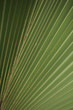 © agarianna - palm tree detail - structure with lines