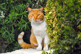 Fototapeta Koty - Cat in the garden