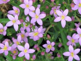 Fototapeta Kwiaty - purple flower