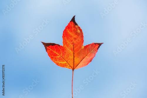 Red maple leaf