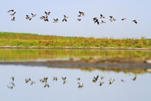 Flock Of Birds Flying Over The Mirror Of The Lake