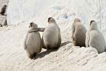 Emperor Penguins(aptenodytes Forsteri) On The Ice Of Davis Sea,Antarctica