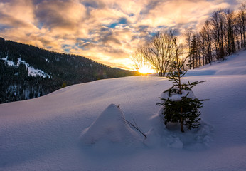 Wall Mural - snowy slope on forested hill at sunrise. beautiful mountainous scenery with gorgeous sky in winter