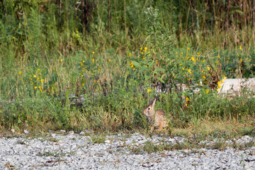 Wall Mural - A single Eastern Cottontail Rabbit (Sylvilagus floridanus) sitting at the edge of a gravel trail among some wild grasses and flowers.