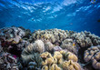 coral reef Palau