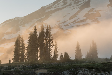 Poster - Foggy Sunset Over Pines