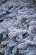 lush branches of the blue spruce close-up