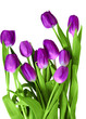 purple tulips isolated on a white background