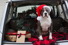 Dog Wearing Santa Hat Sits In Backseat