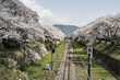 春の御殿場線　桜の回廊