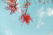 Red Flower Tree / Blue Sky