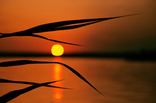 Orange Sunset Through The Leaves Of The Cane