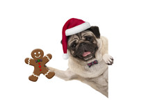 Smiling Christmas Pug Dog Holding Up Gingerbread Man And Wearing Santa Hat, With Paw On White Banner, Isolated
