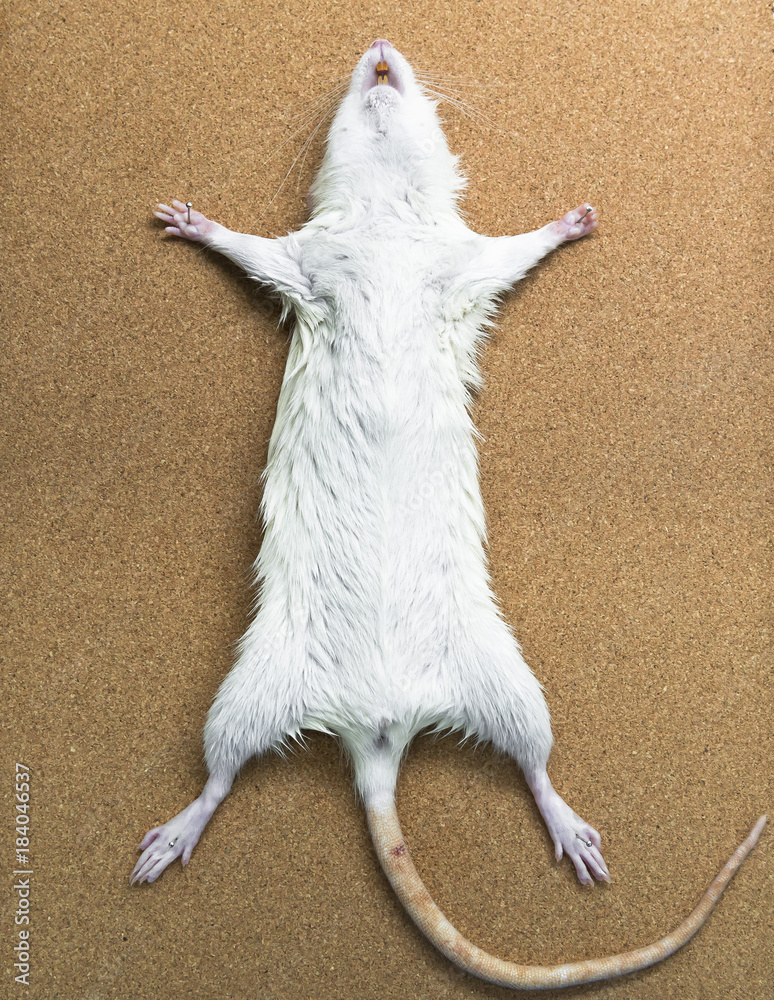Rat anatomy on the dissection tray Stock Photo | Adobe Stock