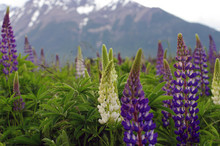 Fleurs Violettes