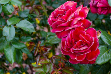 Poster - Colorful rose flowers