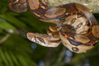 Emperor boa (Boa constrictor imperator) hanging in a tree, Tortuguero, Costa Rica.