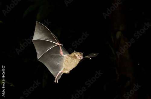 Fotografie, Obraz Jamaican fruit bat (Artibeus jamaicensis) flying at night, Tortuguero, Costa Rica