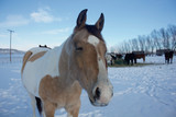 Fototapeta Mapy - Snow Ponies