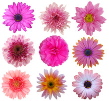Selection Of Pink White Flowers Isolated On White. Nine Daisy Flowers