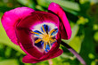 canvas print picture - Tulpe