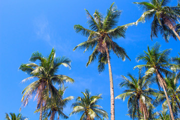 Green palm tree crowns on blue sky background. Coco palm forest photo.