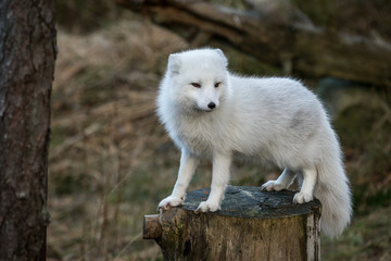 arctic fox, vulpes lagopus, in white winter coat standing on a tree stump with natural forest backgr