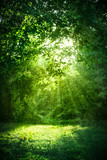 Fototapeta Natura - Beautiful landscape with sunlight shining through green trees and grass