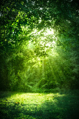 beautiful landscape with sunlight shining through green trees and grass