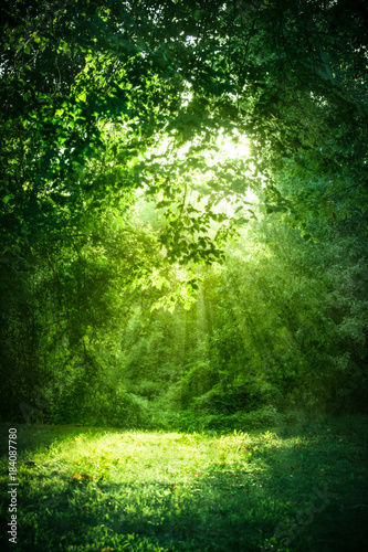 Dekoracja na wymiar  piekny-krajobraz-ze-swiatlem-slonecznym-wpadajacym-przez-zielone-drzewa-i-trawe