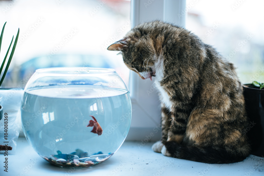 Cat looking at a fish in an aquarium on the window. Cat with tongue outside. Cat watching the fish. Cat want to catch fish. Vintage Rustic style. Stock Photo Adobe Stock