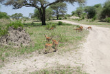 Fototapeta Kuchnia - Impala Females