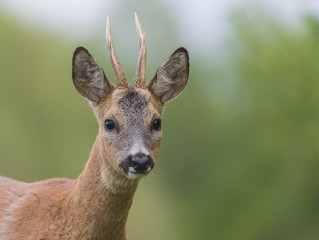 Wall Mural - head of deer