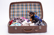 Cute toy-terrier in travel suitcase. Adorable sleek-haired russian toy-terrier sitting in open valise with clothes. Miniature purebred dog at home.